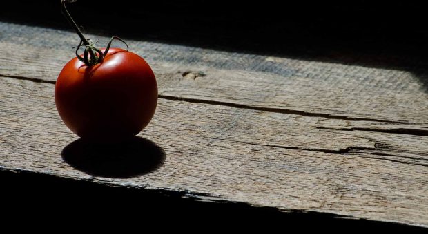 Pomodori, rossi per "caso": in origine erano viola, poi la mutazione genetica