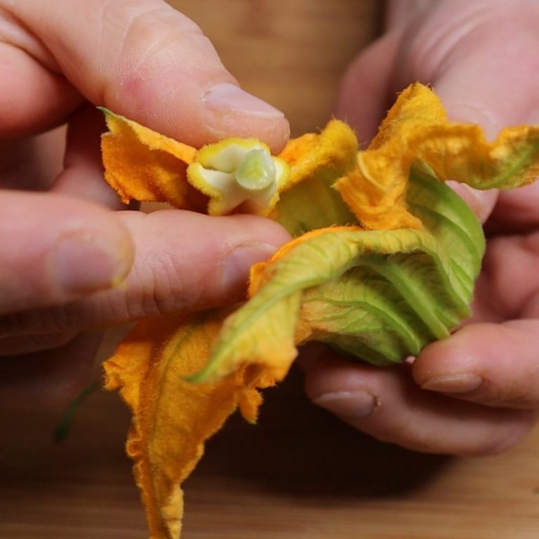 Fiori di zucca ripieni step 1