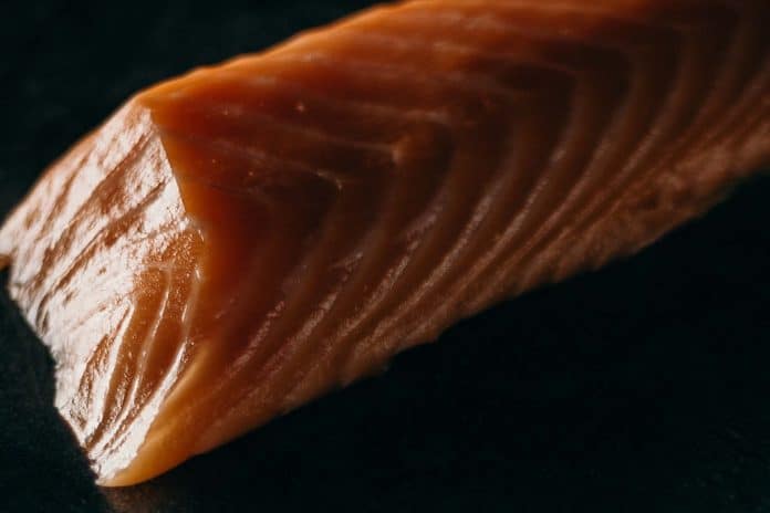 Salmone, pesce