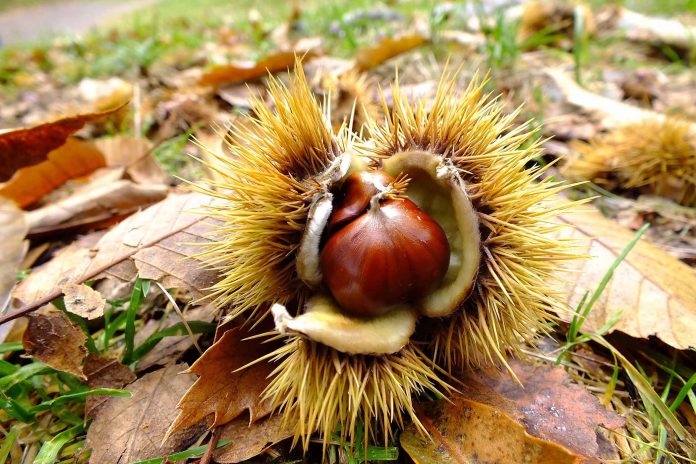 castagna castagne