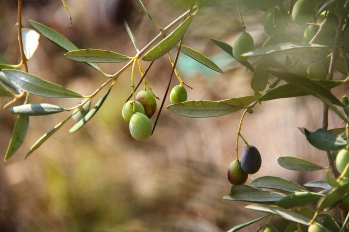 olive, ulivi, olio