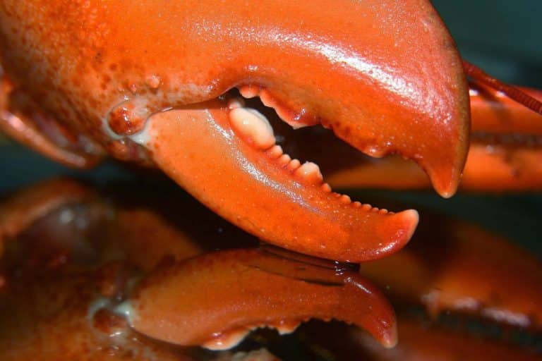 Sapori del Golfo, la linguina con ragù di papiro peloso (granchio di scoglio)