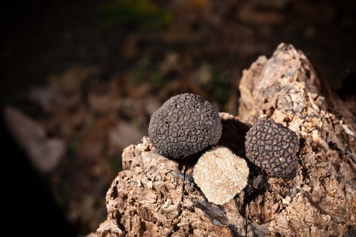 tartufo tartufi