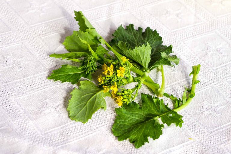 broccoli broccoletti verdura fiori