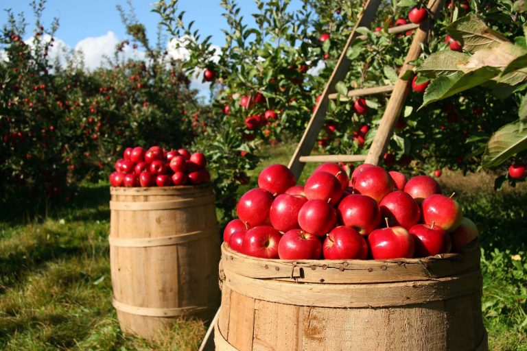 mele mela frutta campagna barili