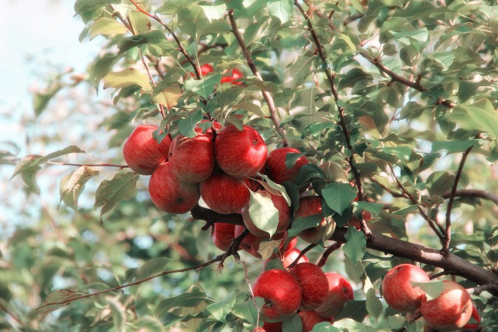 mela mele albero natura campo