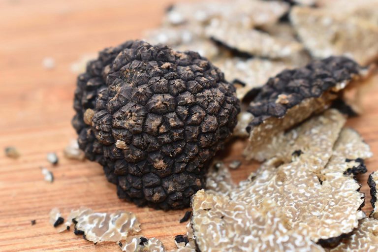 tartufo nero truffle fungo funghi